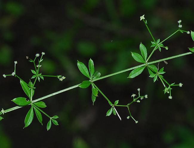 Galium_triflorum_plant.jpg