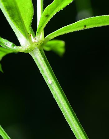 Galium_triflorum_stem.jpg