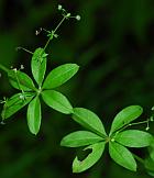 Galium triflorum thumbnail