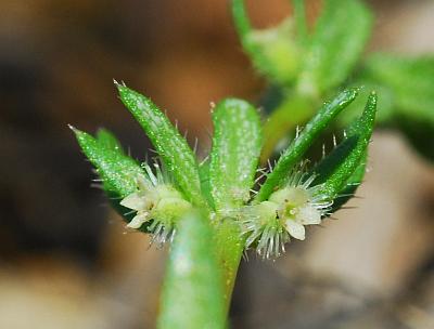 Galium_virgatum_flowers.jpg