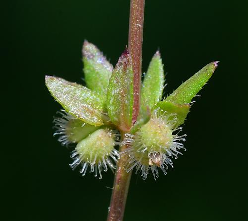 Galium_virgatum_fruit.jpg