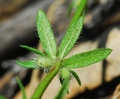 Galium_virgatum_leaves.jpg