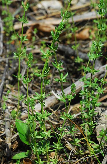 Galium_virgatum_plant.jpg