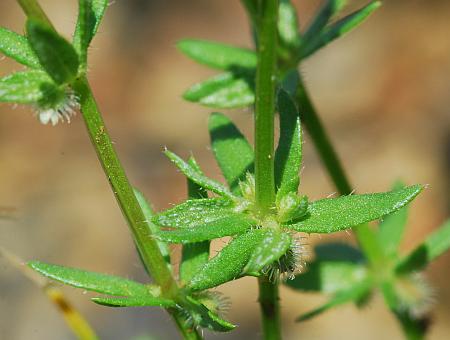 Galium_virgatum_stem.jpg