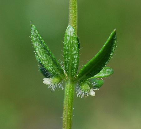 Galium_virgatum_stem2.jpg