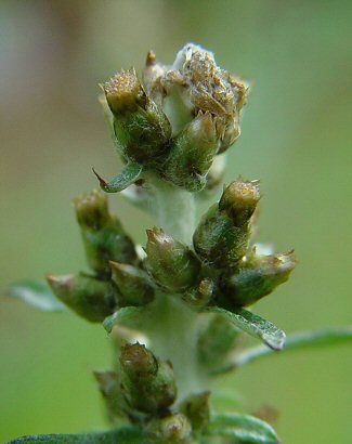 Gamochaeta_purpurea_flowers.jpg