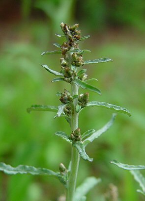 Gamochaeta_purpurea_inflorescence.jpg