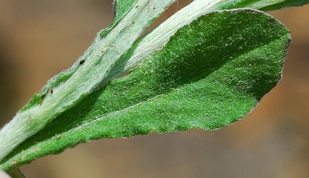 Gamochaeta_purpurea_leaf1.jpg