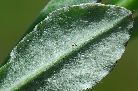 Gamochaeta_purpurea_leaf2.jpg