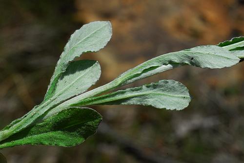 Gamochaeta_purpurea_leaves2.jpg