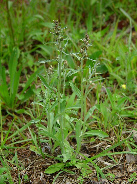 Gamochaeta_purpurea_plant.jpg