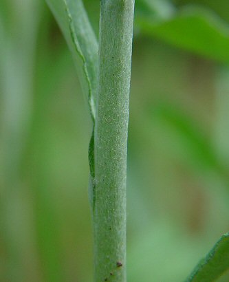 Gamochaeta_purpurea_stem.jpg