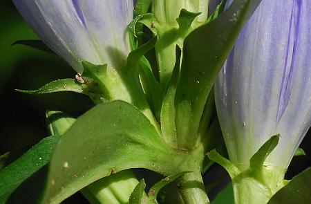 Gentiana_andrewsii_calyces.jpg