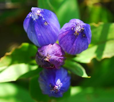 Gentiana_andrewsii_flowers2.jpg