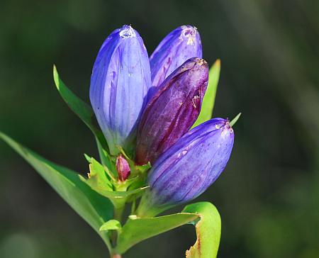 Gentiana_andrewsii_flowers3.jpg