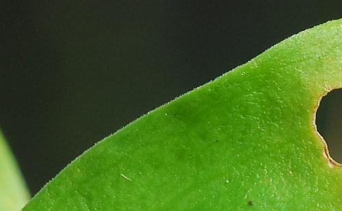 Gentiana_andrewsii_leaf1.jpg