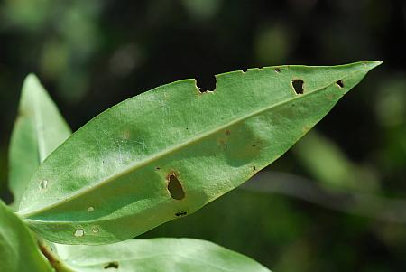 Gentiana_andrewsii_leaf2.jpg