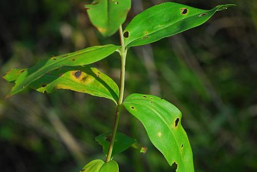 Gentiana_andrewsii_leaves.jpg