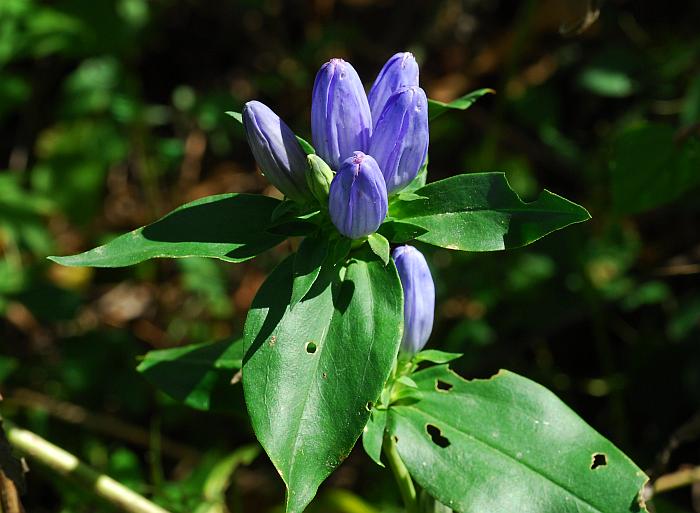 Gentiana_andrewsii_plant.jpg