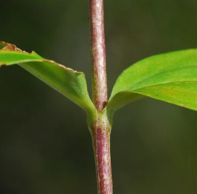 Gentiana_andrewsii_stem.jpg