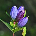 Gentiana andrewsii thumbnail