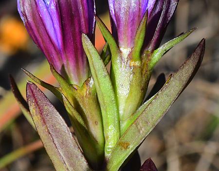 Gentiana_puberulenta_calyces2.jpg