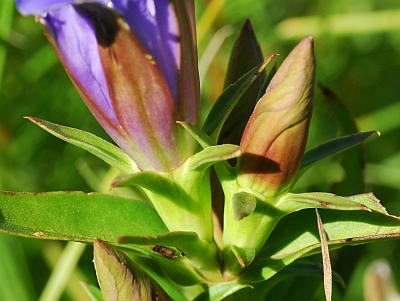 Gentiana_puberulenta_calyx.jpg