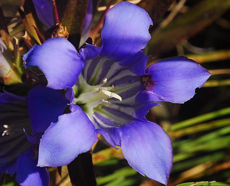 Gentiana_puberulenta_corolla.jpg