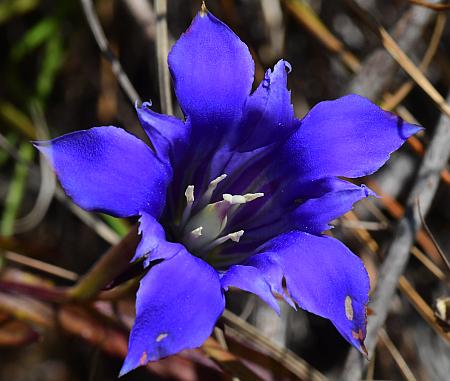 Gentiana_puberulenta_corolla2.jpg