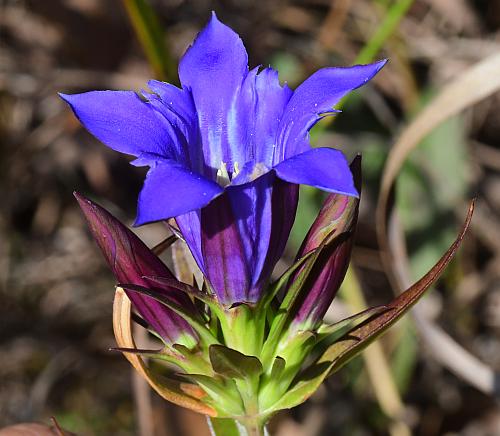 Gentiana_puberulenta_flower.jpg