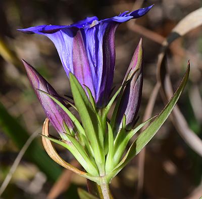 Gentiana_puberulenta_inflorescence.jpg