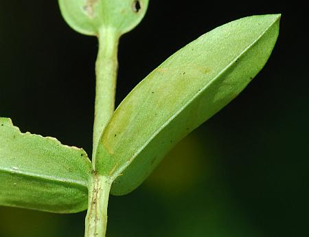 Gentiana_puberulenta_leaf2.jpg