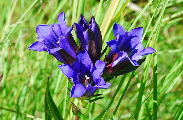 Gentiana_puberulenta_plant.jpg