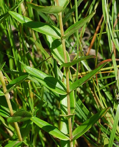 Gentiana_puberulenta_stem.jpg