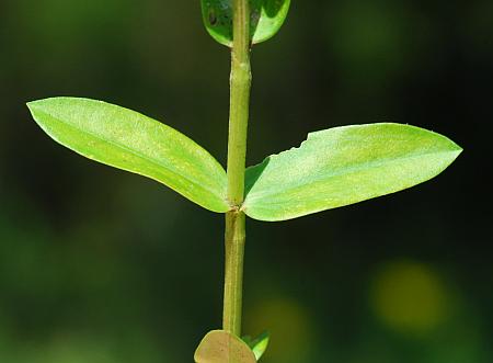 Gentiana_puberulenta_stem2.jpg