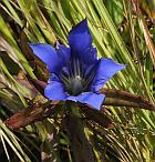 Gentiana puberulenta thumbnail