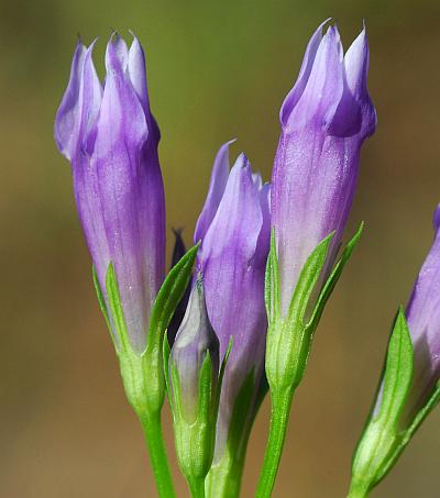 Gentianella_quinquefolia_calyx2.jpg