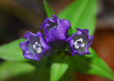 Gentianella_quinquefolia_flower2.jpg