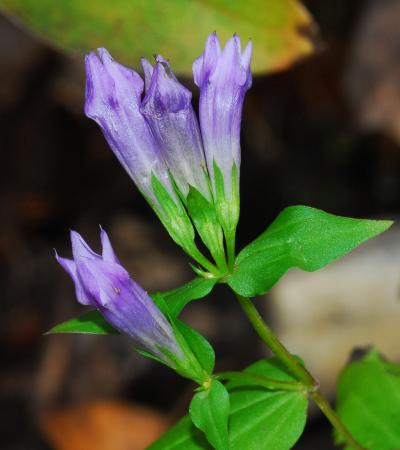 Gentianella_quinquefolia_flower3.jpg