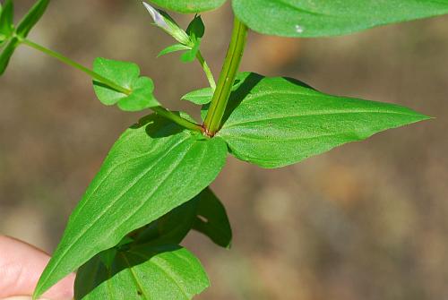 Gentianella_quinquefolia_leaf1.jpg