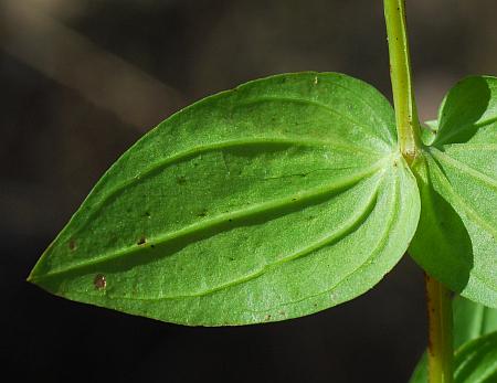 Gentianella_quinquefolia_leaf2.jpg