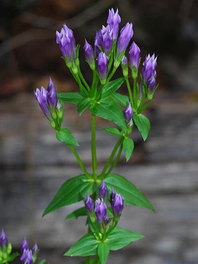 Gentianella_quinquefolia_plant2.jpg