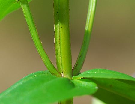 Gentianella_quinquefolia_stem2.jpg