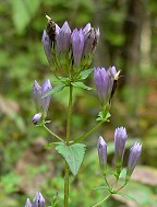 Gentianella quinquefolia thumbnail