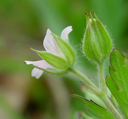 Geranium_carolinianum_calyx.jpg