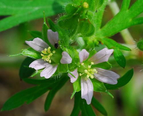 Geranium_carolinianum_corollas.jpg