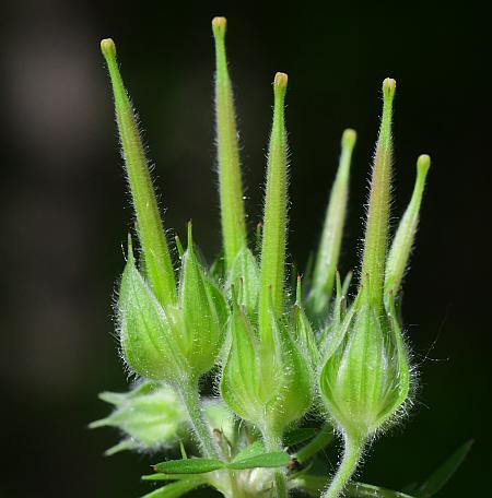 Geranium_carolinianum_fruit.jpg