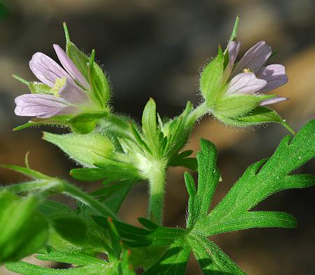 Geranium_carolinianum_inflorescence.jpg