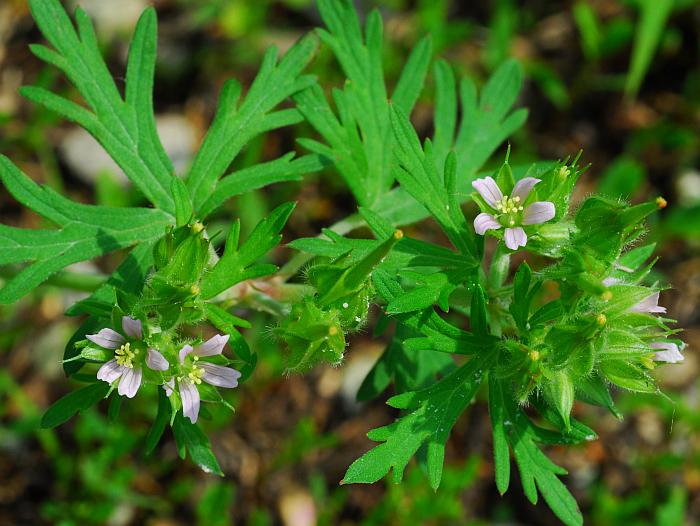 Geranium_carolinianum_plant.jpg