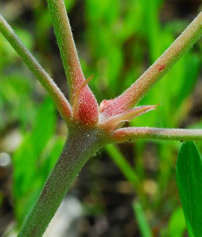 Geranium_carolinianum_stem.jpg